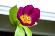 055  beautiful tulip.jpg